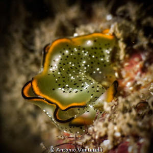 Close up of a beautiful Elysia ornata flatworm with its t... by Antonio Venturelli 